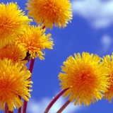 Sirup od maslačka: recept, prednosti i štete